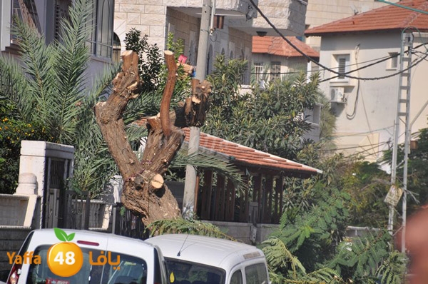 trees lud 1112 (28).JPG